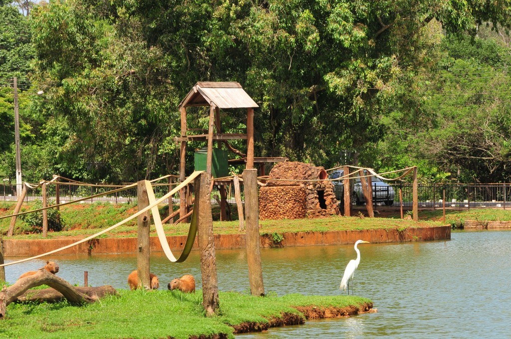 foto Not&iacute;cia Samambaia